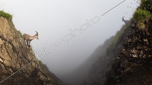 Biosphoto | 2100156 | Alpine ibexes (capra ibex) in a rock cliff in the fog, Chablais mountains, Alps, France). | &copy; Emile Séchaud / Biosphoto