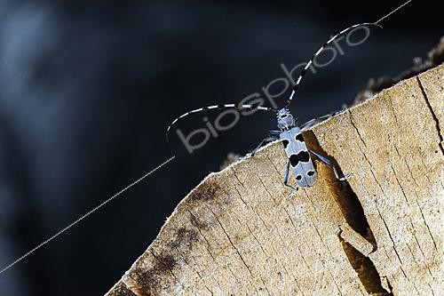 Biosphoto | 2626473 | Alpine Longhorn beetle (Rosalia alpina) climbing to the top of a common beech log, Auvergne, France - this magnificent beetle prefers this type of dead wood to lay its eggs, and the logger will only be able to take it away after three years, once the larvae's development cycle is complete. | &copy; Monique Morin / Biosphoto