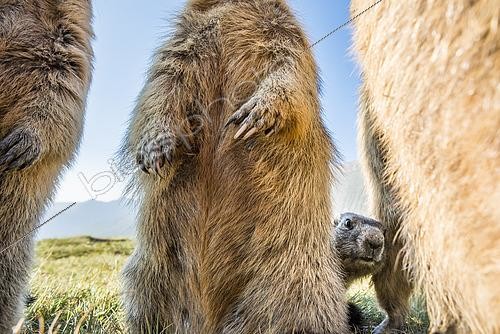 Biosphoto | 2427189 | Alpine marmot ( Marmota marmota), curious, Wideangle, National Park Hohe Tauern, Austria | &copy; Robert Haasmann / Biosphoto