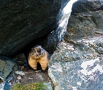 Biosphoto | 2587933 | Alpine Marmot (Marmota marmota) stands on the rock. Austria, Alps. | &copy; Ervin Horesnyík / Biosphoto