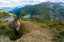 Biosphoto | 2587934 | Alpine Marmot (Marmota marmota) stands on the rock. Austria, Alps. | &copy; Ervin Horesnyík / Biosphoto