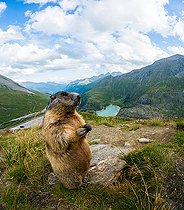 Biosphoto | 2587940 | Alpine Marmot (Marmota marmota) stands on the rock. Austria, Alps. | &copy; Ervin Horesnyík / Biosphoto