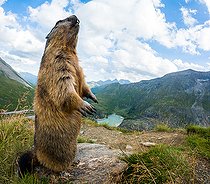 Biosphoto | 2587941 | Alpine Marmot (Marmota marmota) stands on the rock. Austria, Alps. | &copy; Ervin Horesnyík / Biosphoto