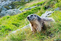 Biosphoto | 2587947 | Alpine Marmot (Marmota marmota) stands on the grass. Austria, Alps. | &copy; Ervin Horesnyík / Biosphoto
