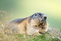 Biosphoto | 2587955 | Alpine Marmot (Marmota marmota) stands on the grass. Austria, Alps. | &copy; Ervin Horesnyík / Biosphoto
