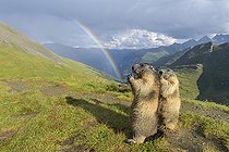 Biosphoto | 2547230 | Alpine Marmot (Marmota marmota), two standing animals with rainbow, Hohe Tauern National park, Austria, Europe | &copy; imageBROKER / Biosphoto