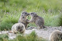 Biosphoto | 2546155 | Alpine Marmot (Marmota marmota), young playing, Alpes de Haute Provence, France | &copy; David Tatin / Biosphoto