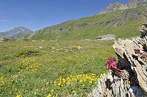Biosphoto | 1250775 | Alpine Sempervivum blooming Mont Cenis France Alps  | &copy; Claude Balcaen / Biosphoto