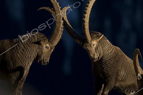Biosphoto | 2081946 | Alpines ibex (Capra ibex) males fighting, Valais Alps, Switzerland | &copy; Olivier Born / Biosphoto