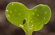 Biosphoto | 962652 | Altise du chou sur cotylédon de jeune plant France | &copy; Claudius Thiriet / Biosphoto