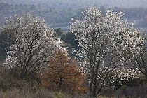 Biosphoto | 1251153 | Amandiers en fleurs au printemps Provence France | &copy; Michel Gunther / Biosphoto
