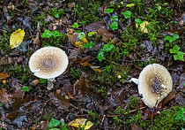 Biosphoto | 2609824 | Amanite panthère (Amanita pantherina), champignon toxique non mortel, Forêt de la Reine, Ansauville, Lorraine, France | &copy; Stéphane Vitzthum / Biosphoto