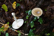 Biosphoto | 2609825 | Amanite panthère (Amanita pantherina), champignon toxique non mortel, Forêt de la Reine, Ansauville, Lorraine, France | &copy; Stéphane Vitzthum / Biosphoto