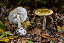 Biosphoto | 2609827 | Amanite phalloïde, Oronge verte, Calice de la mort (Amanita phalloides), toxique mortel, Forêt de la Reine, Ansauville, Lorraine, France | &copy; Stéphane Vitzthum / Biosphoto