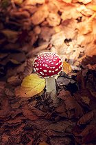 Biosphoto | 2546095 | Amanite tue-mouches (Amanita muscaria) en sous-bois, Vosges du Nord, Moselle, France | &copy; Yann Avril / Biosphoto