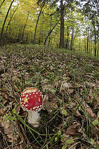 Biosphoto | 2609358 | Amanite tue-mouches (Amanita muscaria), poussant dans la forêt en automne, Ligurie, Italie | &copy; Tonči Maletic / Biosphoto