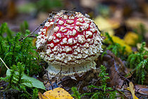 Biosphoto | 2609828 | Amanite tue-mouches, fausse oronge (Amanita muscaria) jeune, toxique psychotrope, Vosges, France | &copy; Stéphane Vitzthum / Biosphoto