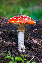 Biosphoto | 2609829 | Amanite tue-mouches, fausse oronge (Amanita muscaria) toxique psychotrope, Vosges, France | &copy; Stéphane Vitzthum / Biosphoto