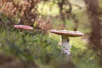 Biosphoto | 2546684 | Amanites tue-mouches (Amanita muscaria ) en sous bois, Alsace, France | &copy; Benoît Personnaz / Biosphoto