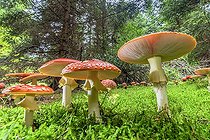Biosphoto | 2065762 | Amanites Tue-Mouches (Amanita muscaria), forte poussée dans une forêt du Jura en automne, France | &copy; Jean-Philippe Delobelle / Biosphoto