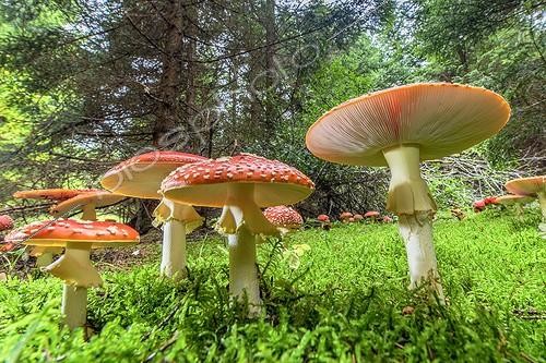 Biosphoto | 2065762 | Amanites Tue-Mouches (Amanita muscaria), forte poussée dans une forêt du Jura en automne, France | &copy; Jean-Philippe Delobelle / Biosphoto