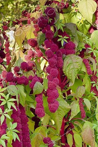 Biosphoto | 2140609 | Amaranthus caudatus 'Pony Tails', fleurs | &copy; Alain Kubacsi / Biosphoto