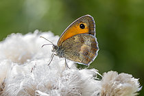 Biosphoto | 2608235 | Amaryllis (Pyronia tithonus) sur fructifications de Chardon des champs (Cirsium arvense), Hautes-Alpes, France | &copy; Marie Aymerez / Biosphoto
