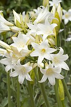 Biosphoto | 2090370 | Amaryllis 'White Queen' (Amaryllis belladonna) fleurs | &copy; Frédéric Tournay / Biosphoto
