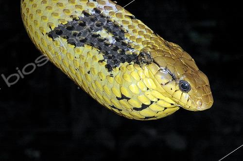 Biosphoto | 2445259 | Amazon Puffing Snake (Spilotes sulphureus), French Guyana | &copy; David Massemin / Biosphoto