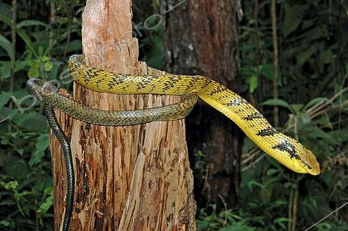 Biosphoto | 2445260 | Amazon Puffing Snake (Spilotes sulphureus), French Guyana | &copy; David Massemin / Biosphoto