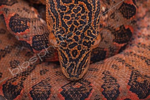 Biosphoto | 2614755 | Amazon tree boa (Corallus hortulanus), Régina, French Guiana. | &copy; Vincent Premel / Biosphoto