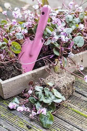 Biosphoto | 2582780 | Ambiance de cyclamens de Cos prêts à planter en motte | &copy; Jean-Michel Groult / Biosphoto