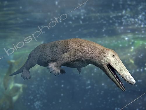 Biosphoto | 2478318 | Ambulocetus natans, whale ancestor, Eocene of Pakistan. | &copy; Nobumichi Tamura / Stocktrek Images / Biosphoto