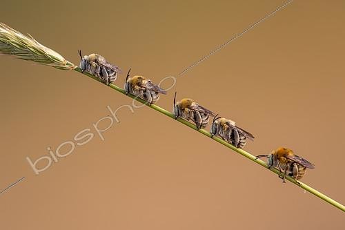 Biosphoto | 2518455 | Amegilla bees (Amegilla sp), males at the  dormitory , Oukaimedem, High Atlas, Morocco. | &copy; Frank Deschandol & Philippe Sabine / Biosphoto