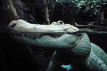 Biosphoto | 1254245 | American albino alligator at the surface Florida USA  | &copy; Mark Conlin / Visual and Written - Photo Collection / Biosphoto