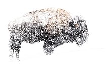 Biosphoto | 2512084 | American Bison (Bison bison) in snow in winter, Yellowstone National park, USA | &copy; Óscar Díez Martínez / Biosphoto