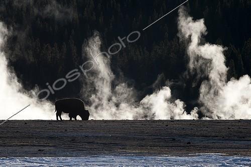 Biosphoto | 1365862 | American bison grazing in winter Yellowstone NP | &copy; Christian Meyer & Pierre Huguet / Biosphoto