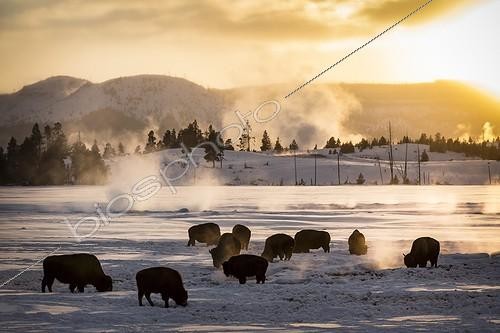 Biosphoto | 2023878 | American bisons near hot springs in winter - Yellowstone USA | &copy; Meril Darees / Biosphoto