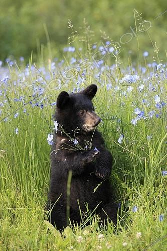Biosphoto | 2171801 | American Black Bear (Ursus americanus), cub, six months, Montana, USA, North America | &copy; J & C Sohns / imageBROKER / Biosphoto