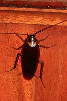 Biosphoto | 2395098 | American Cockroach (Periplaneta americana) | &copy; Jean-François Noblet / Biosphoto
