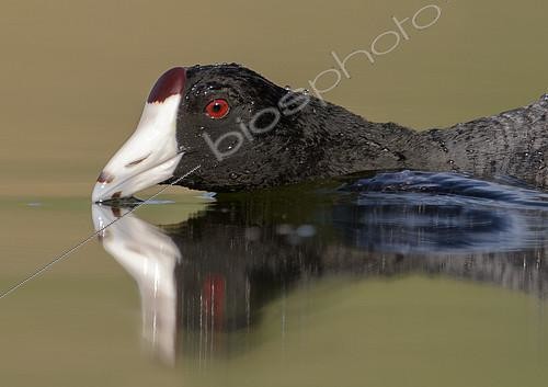 Biosphoto | 2408632 | American Coot (Fulica americana), British Columbia, Canada | &copy; Alan Murphy / BIA / Biosphoto
