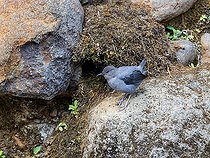 Biosphoto | 2570683 | American Dipper (Cinclus americanus ardesiacus), at nest entrance, Chiriqui Highlands, Panama | &copy; Ignacio Yufera / Biosphoto
