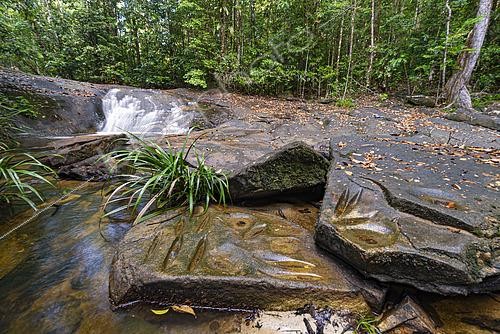 Biosphoto | 2614761 | American Indian Polisher, La Trinité Reserve, Mana, French Guiana. | &copy; Vincent Premel / Biosphoto