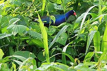 Biosphoto | 2395101 | American purple gallinule (Porphyrio martinicus) in plants, Costa Rica | &copy; Jean-François Noblet / Biosphoto