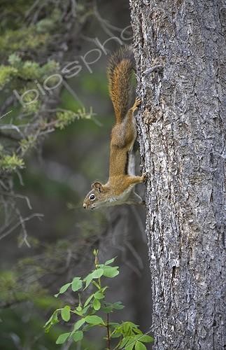 Biosphoto | 1921765 | American Red Squirrel on a trunk - Jasper NP  Canada | &copy; Alain Mafart-Renodier / Biosphoto