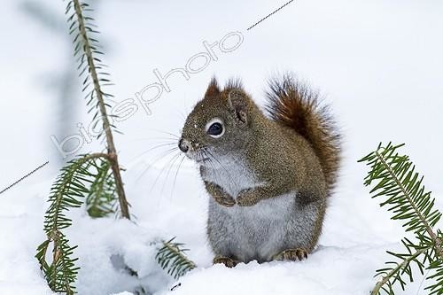 Biosphoto | 2010689 | American Red Squirrel on snow in winter - Quebec Canada | &copy; Philippe Henry / Biosphoto