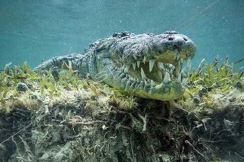 Biosphoto | 2047733 | American saltwater crocodile under water - Caribbean sea | &copy; Mike Korostelev / Biosphoto