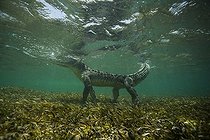Biosphoto | 2047735 | American saltwater crocodile under water - Caribbean sea | &copy; Mike Korostelev / Biosphoto