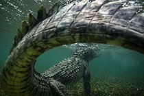 Biosphoto | 2047736 | American saltwater crocodile under water - Caribbean sea Highlight Asferico 2015 | &copy; Mike Korostelev / Biosphoto