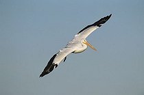 Biosphoto | 1200511 | American White Pelican (Pelecanus erythrorhynchos), adult in flight, Rockport, Texas, USA | &copy; Rolf Nussbaumer / imageBROKER / Biosphoto